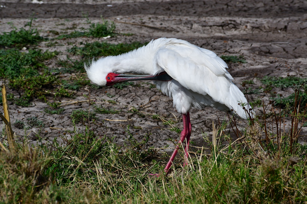 Nairobi National Park